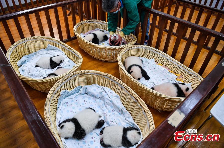 Sichuan: centro de criação de pandas gigantes comemora nascimento de 8 crias este ano