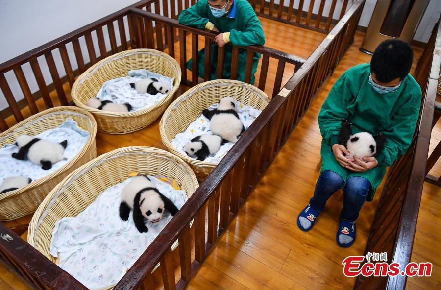 Sichuan: centro de criação de pandas gigantes comemora nascimento de 8 crias este ano