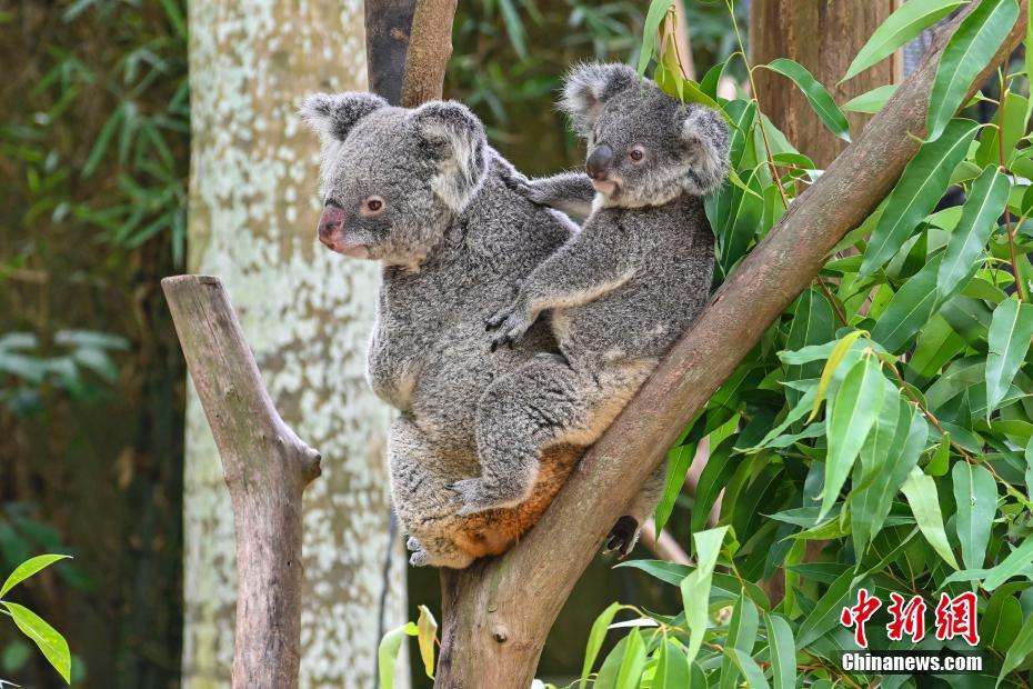 Família dos coalas chega a sétima geração no Chimelong Safari Park em Guangzhou