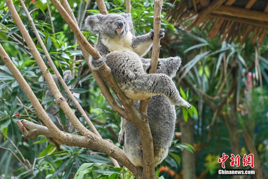 Família dos coalas chega a sétima geração no Chimelong Safari Park em Guangzhou