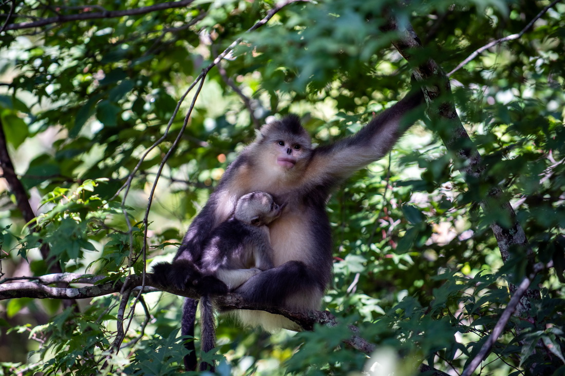 Yunnan: espécie de macaco em perigo de extinção registra aumento populacional