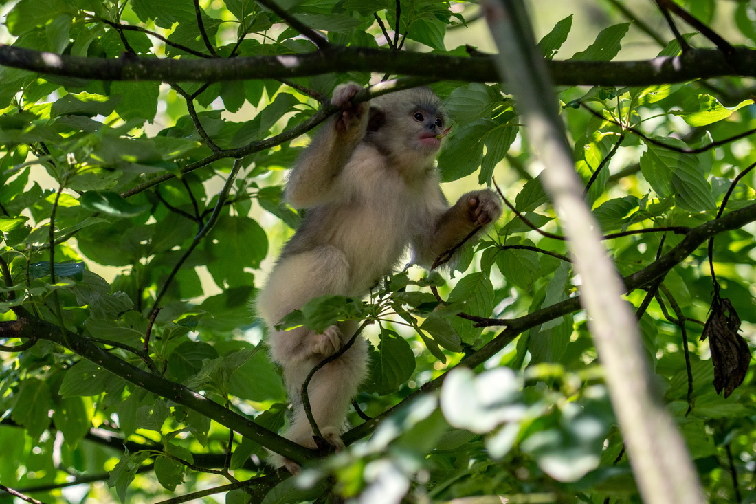 Yunnan: espécie de macaco em perigo de extinção registra aumento populacional