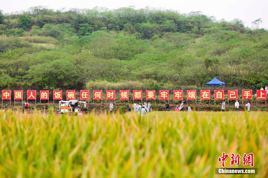 China: arroz híbrido de terceira geração atinge alto rendimento