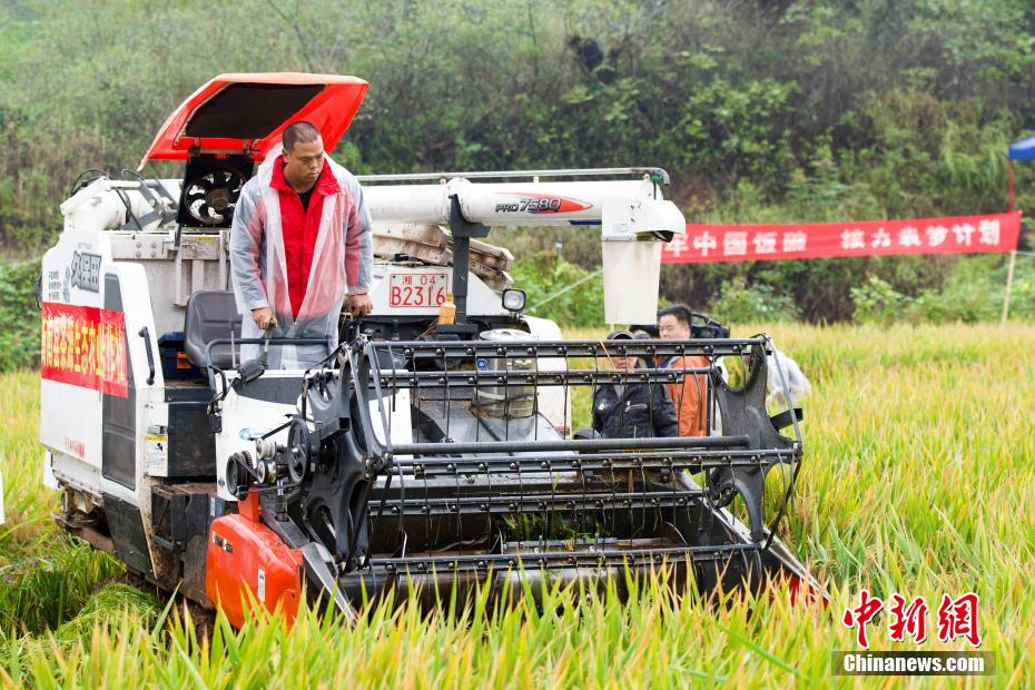 China: arroz híbrido de terceira geração atinge alto rendimento