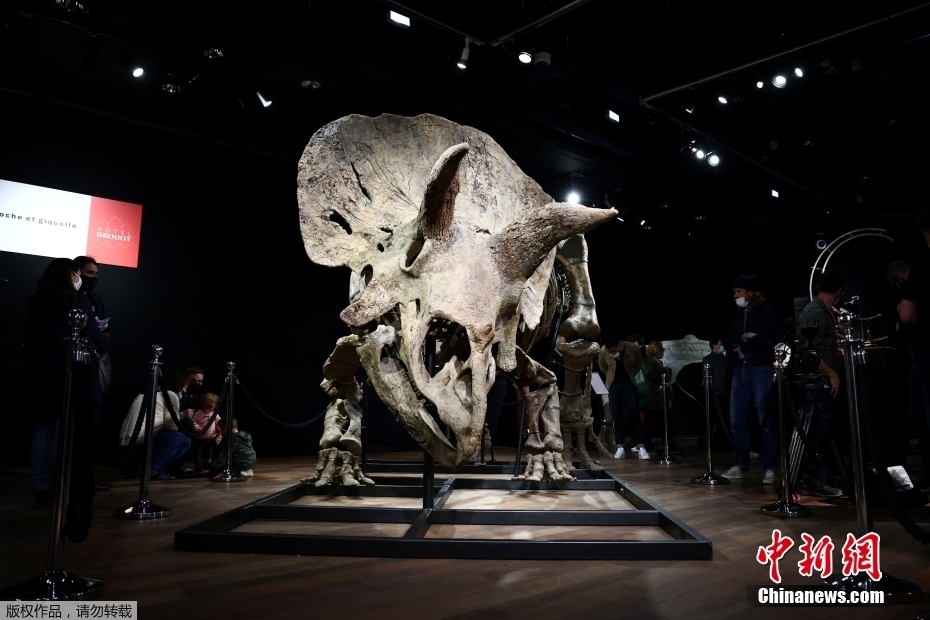 Maior fóssil de Triceratops do mundo leiloado por 6,65 milhões de euros em Paris