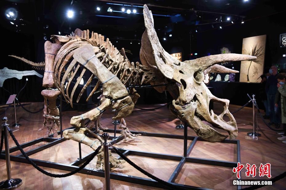 Maior fóssil de Triceratops do mundo leiloado por 6,65 milhões de euros em Paris