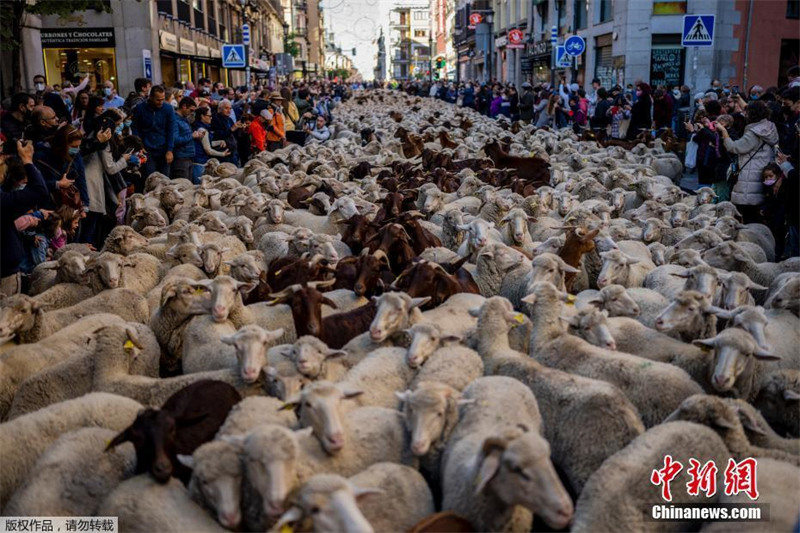 Espanha: Festival da Transumância é realizado em Madrid