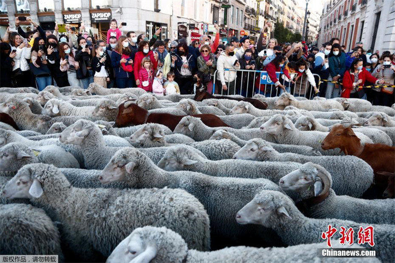 Espanha: Festival da Transumância é realizado em Madrid