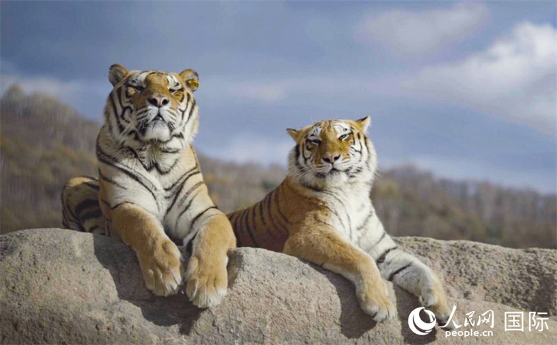 Galeria: Parque Florestal dos Tigres-siberianos, Heilongjiang

