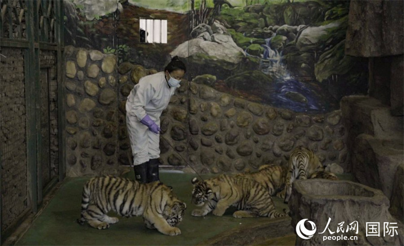 Galeria: Parque Florestal dos Tigres-siberianos, Heilongjiang

