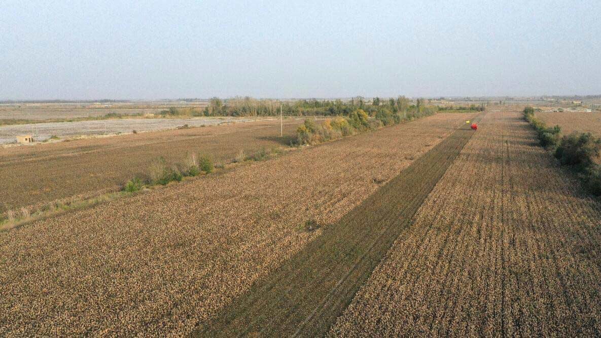 Xinjiang inicia temporada de colheita de algodão
