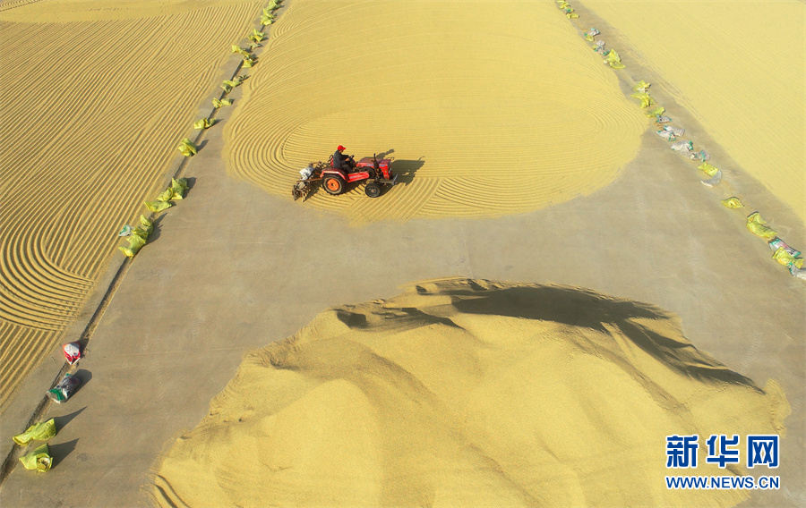 Galeria: vista aérea de belos cenários de colheita