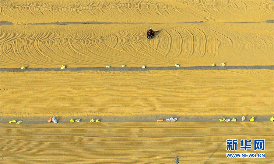 Galeria: vista aérea de belos cenários de colheita