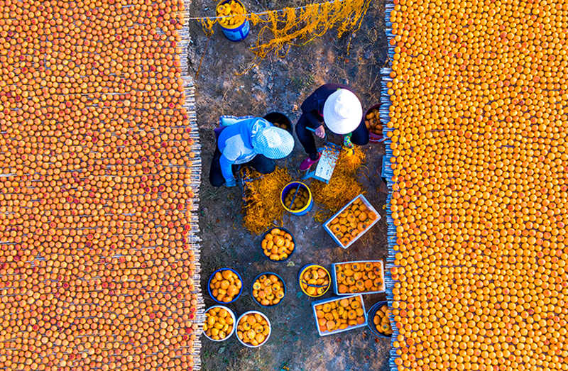 Shanxi: temporada de colheita de caqui vermelha de outono em Wanrong