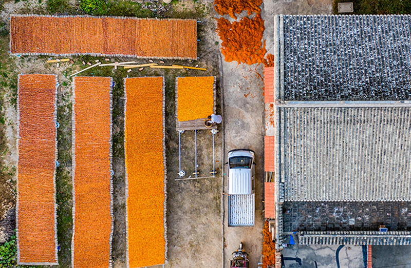 Shanxi: temporada de colheita de caqui vermelha de outono em Wanrong