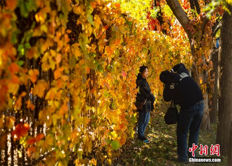 Galeria: paisagem de outono em Beijing