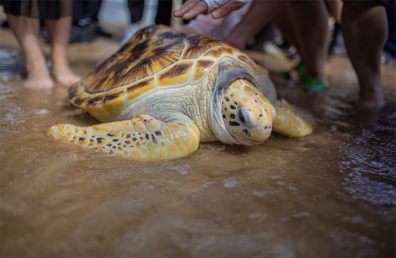 Nove tartarugas marinhas são liberadas no Mar do Sul da China