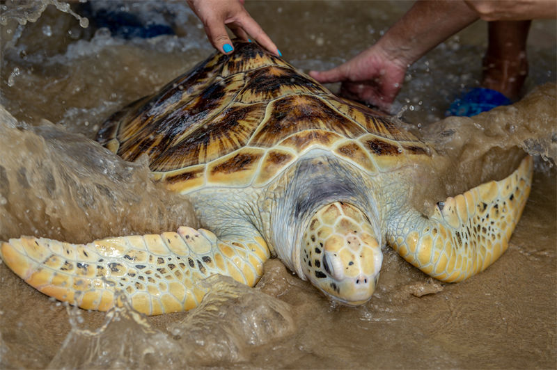 Nove tartarugas marinhas são liberadas no Mar do Sul da China