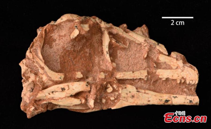Fóssil de novas espécies de dinossauros do cretáceo escavados na Mongólia Interior