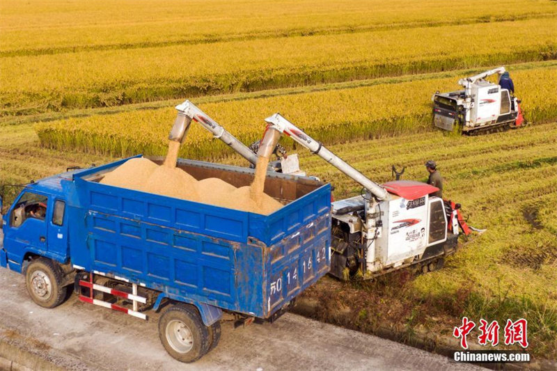 Galeria: Campos de arroz dourados em Nanjing encantadurante colheita