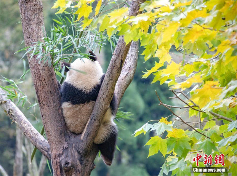 Galeria: Pandas gigantes desfrutam da beleza do outono    