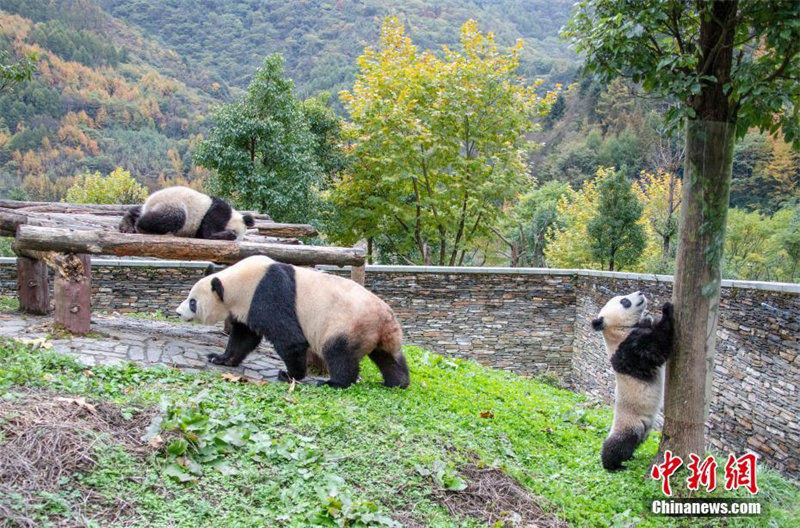 Galeria: Pandas gigantes desfrutam da beleza do outono    