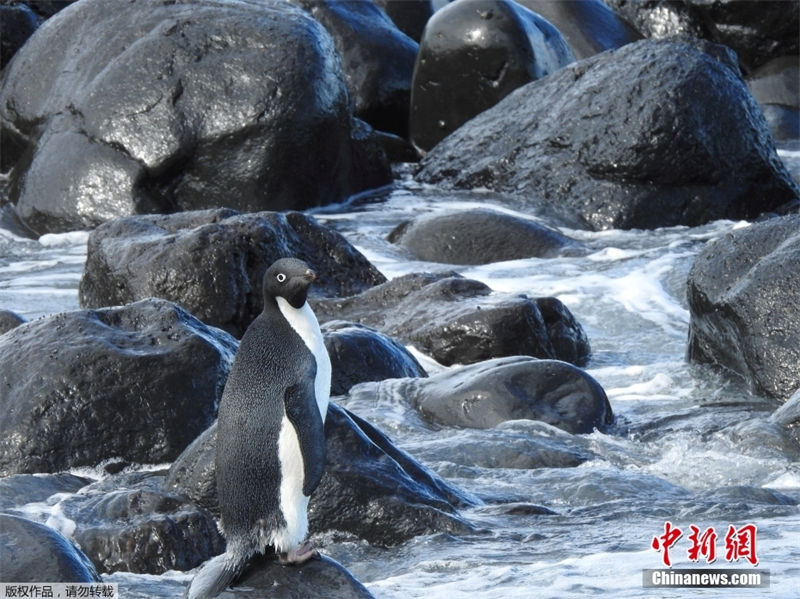 “Aventura de um Pinguim” da Antártida para Zelândia