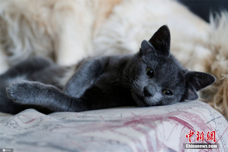 Turquia: gato nasce com quatro orelhas