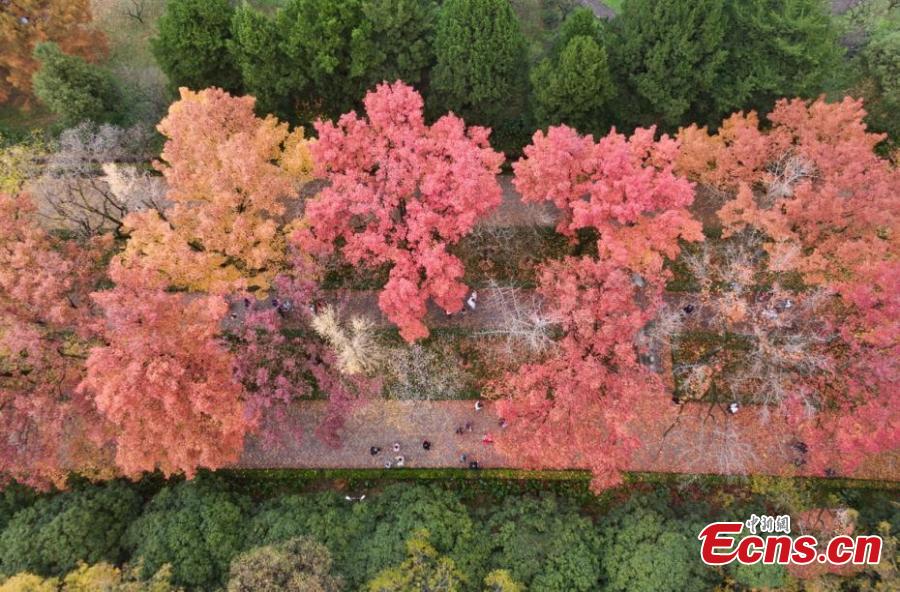 Nanjing: estrada com mais de 600 anos de história fica colorida no final do outono