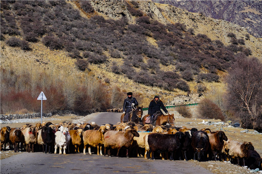 Zhaosu, Xinjiang: melhoria dos padrões de vida facilita migrações de pastores