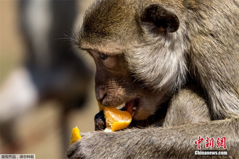 Tailândia: Lopburi realiza buffet anual dedicado aos macacos