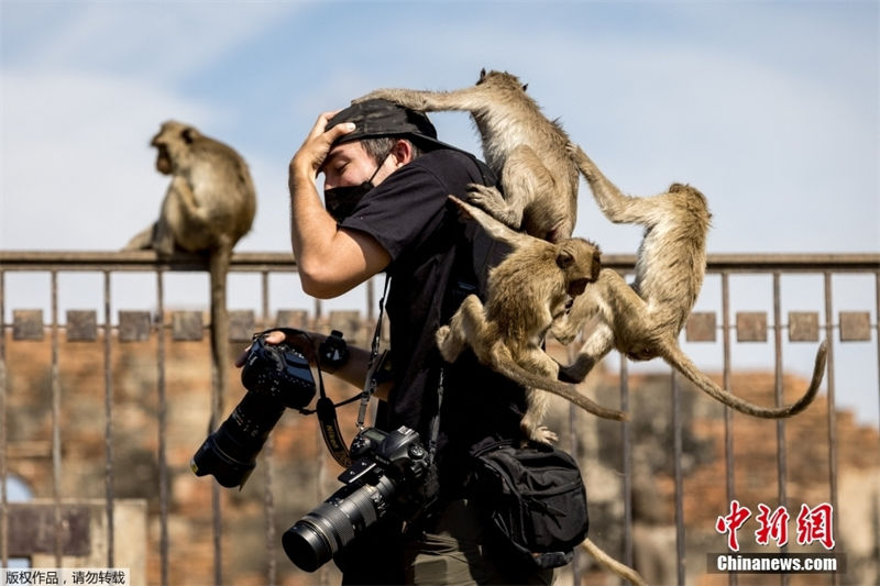 Macacos que comem, templo em tailândia.