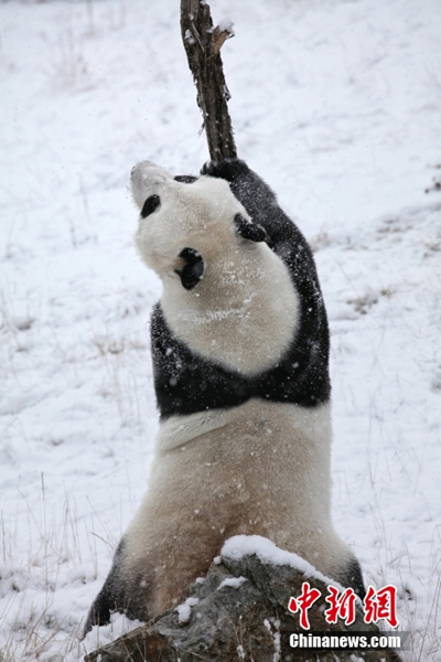 Galeria: pandas gigantes brincam na neve em Sichuan