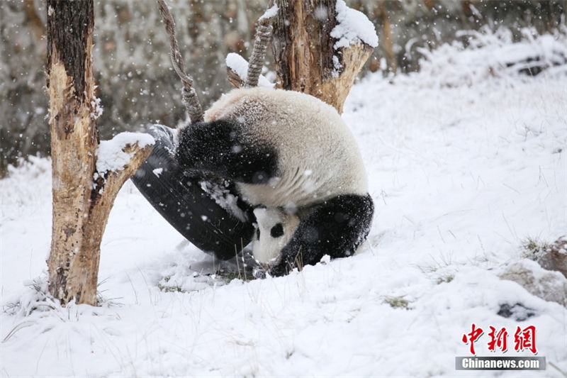 Galeria: pandas gigantes brincam na neve em Sichuan