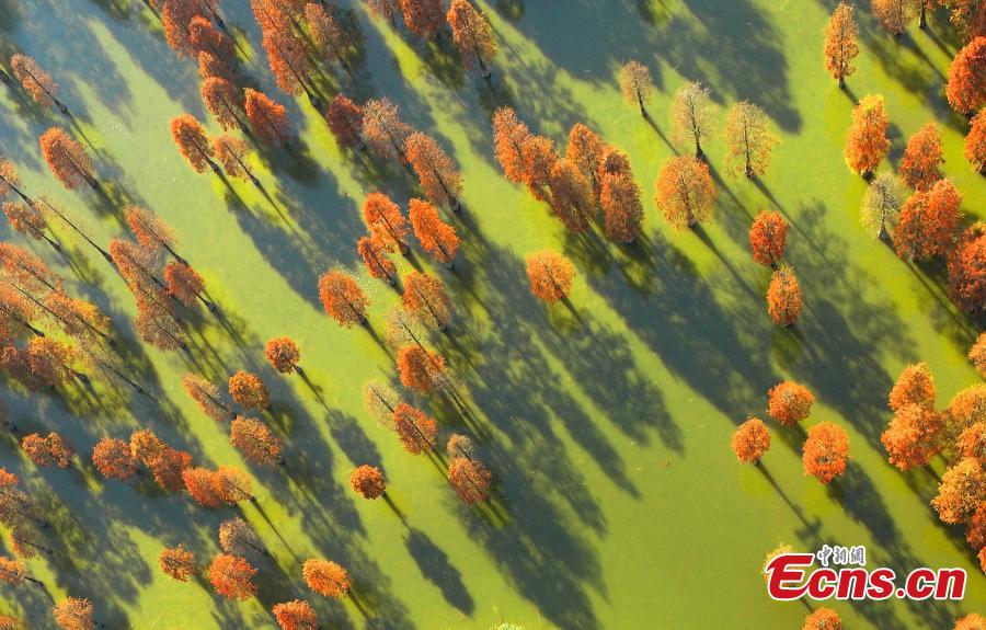 Galeria: paisagem florestal no leste da China  