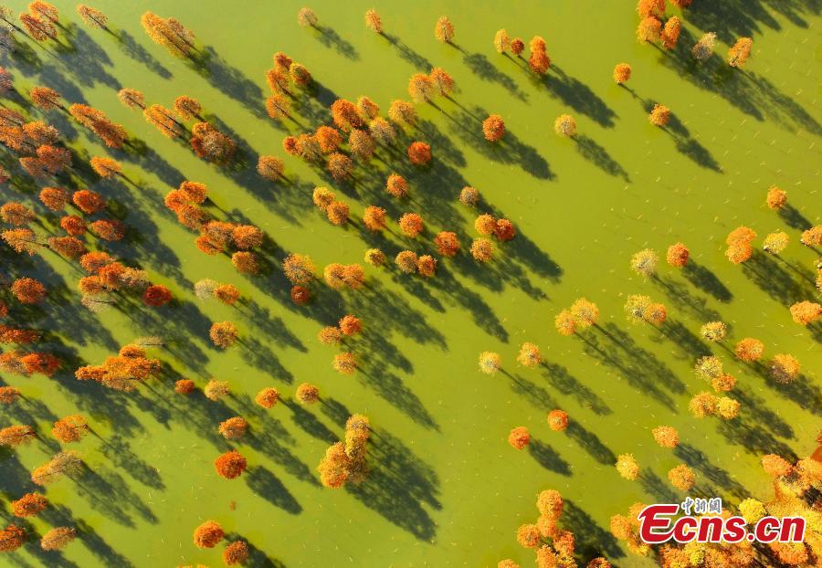 Galeria: paisagem florestal no leste da China  