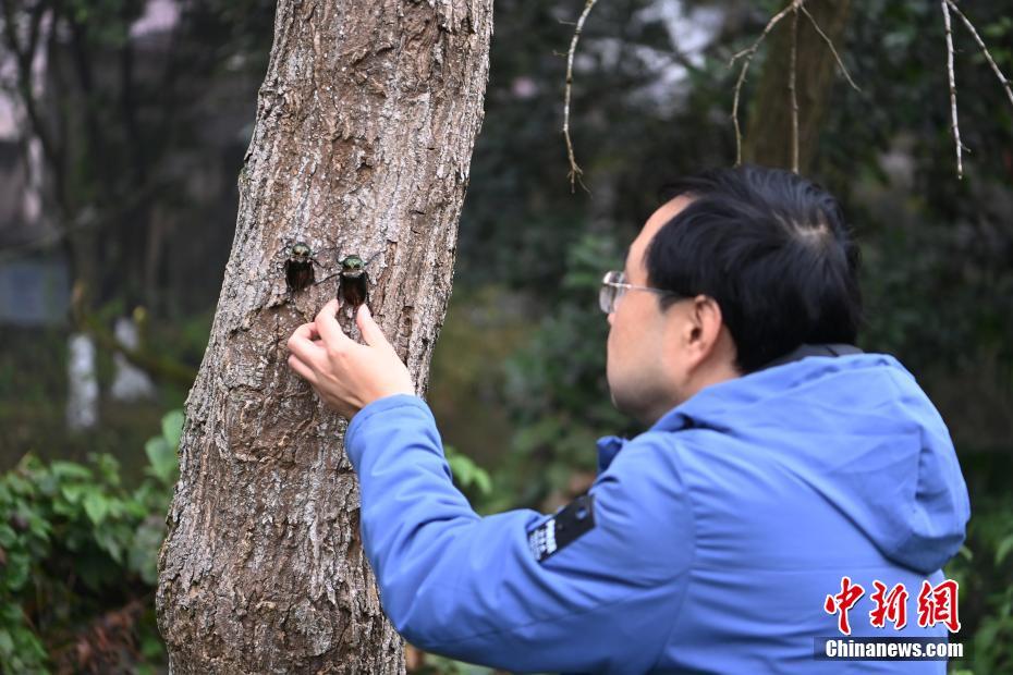 Larva do maior besouro da China encontrada em Sichuan