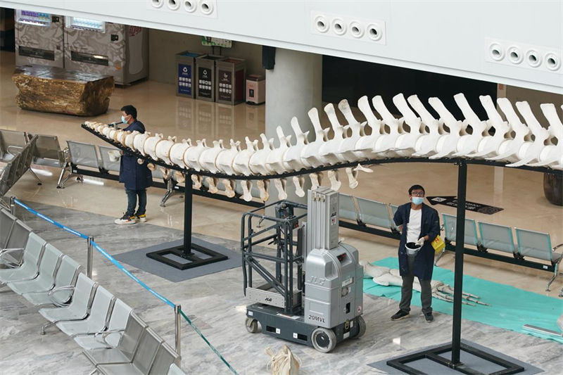 Gigantesco esqueleto de baleia-comum é instalado em Shanghai