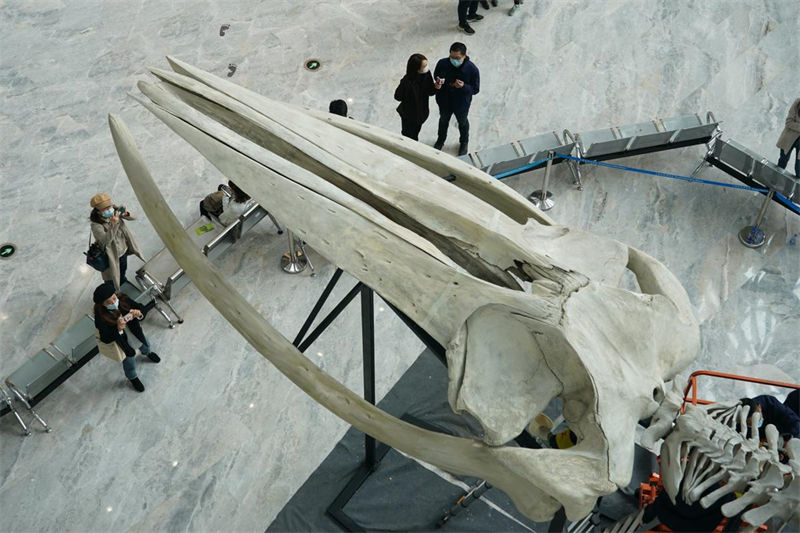 Gigantesco esqueleto de baleia-comum é instalado em Shanghai