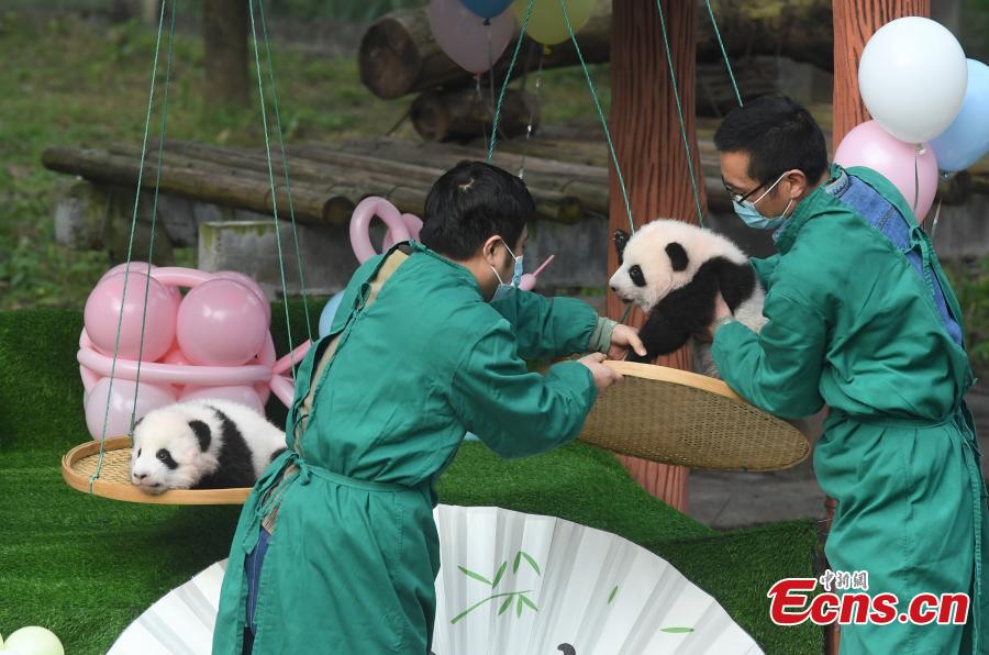 Gêmeos pandas gigantes se encontram com o público no zoológico de Chongqing

