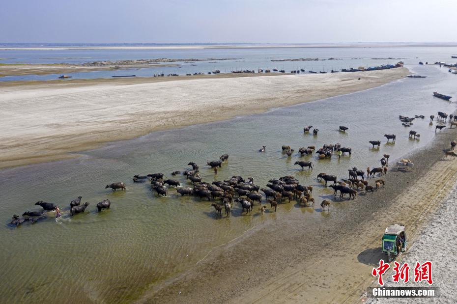 Galeria: migração em massa de búfalos no Bangladesh