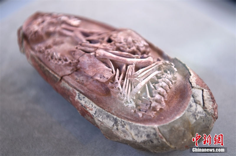 Embrião de dinossauro mais completo foi encontrado num ovo fossilizado na China 
