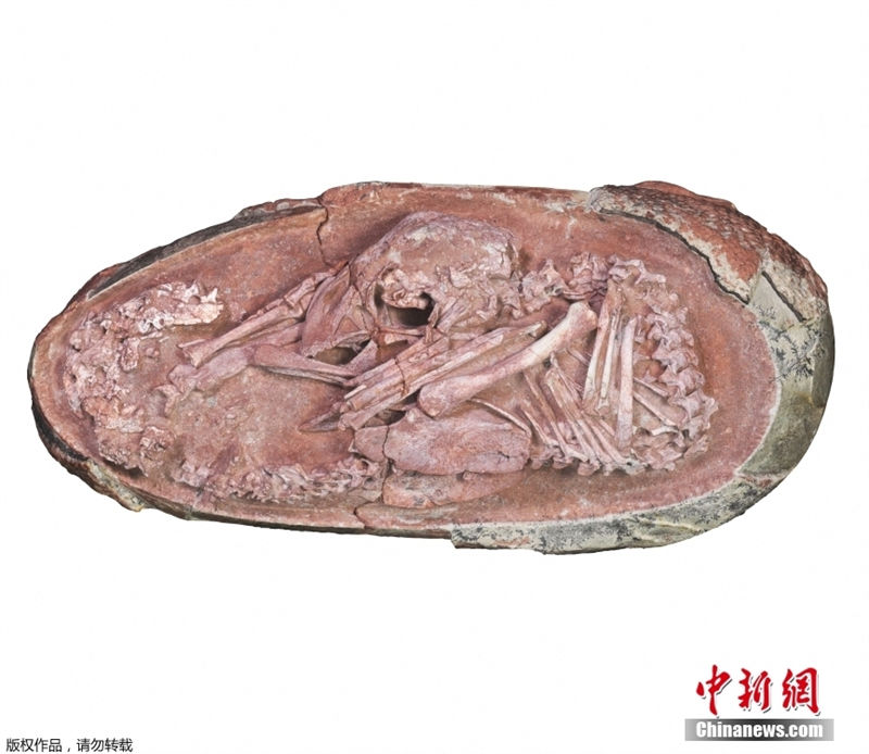 Embrião de dinossauro mais completo foi encontrado num ovo fossilizado na China 