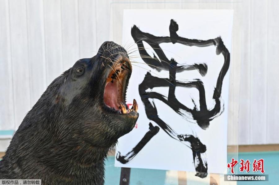 Leão-marinho 'escreve' caracter chinês para saudar o ano novo lunar