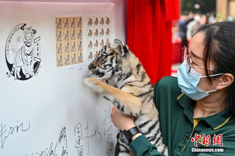 Selos especiais do ano chinês do tigre são oficialmente emitidos