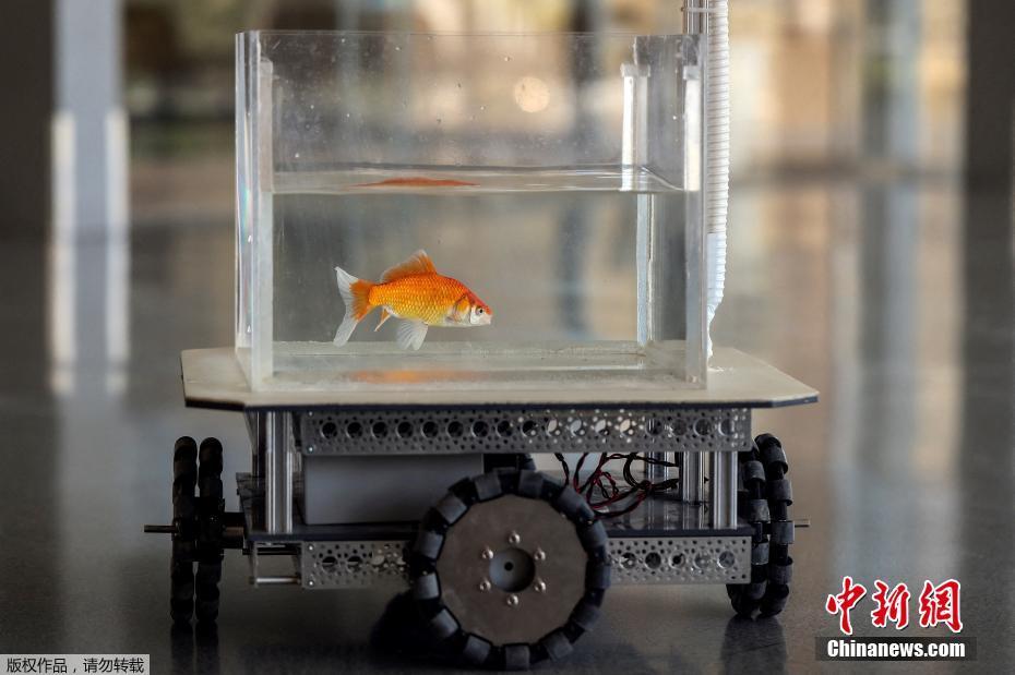 Cientistas de Israel treinam peixes dourados para dirigir veículos