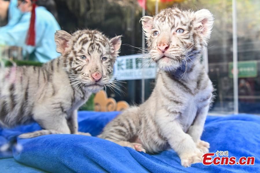 Tigres brancos recém-nascidos apresentados ao público no sul da China