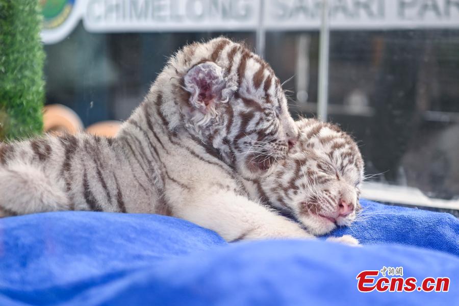 Tigres brancos recém-nascidos apresentados ao público no sul da China