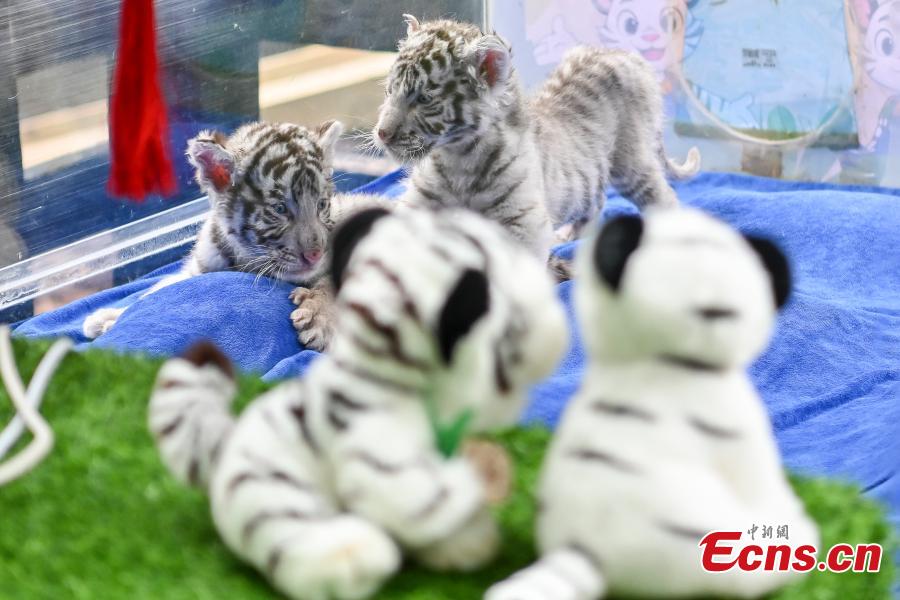 Tigres brancos recém-nascidos apresentados ao público no sul da China