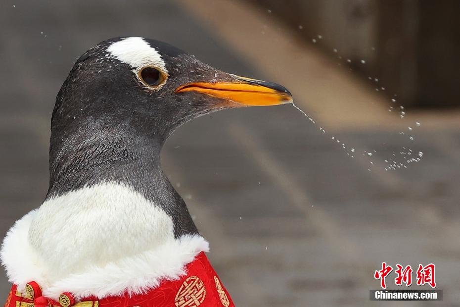 Nanjing: pinguins trajados para o Festival da Primavera
